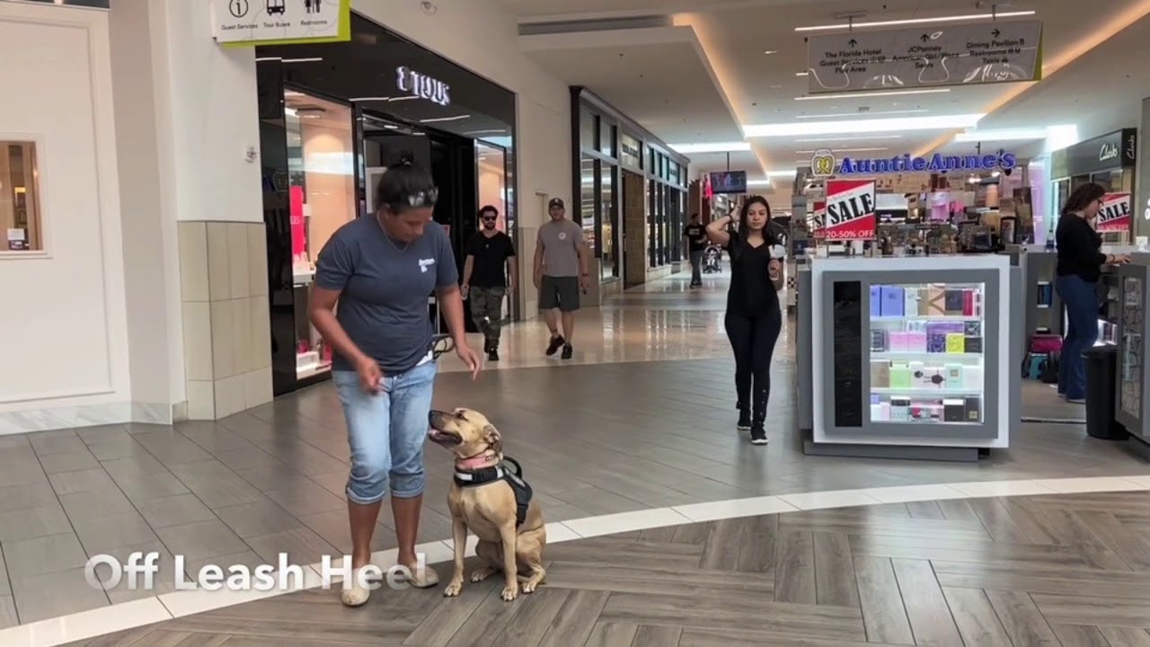 1 Year Old Lab Mix 