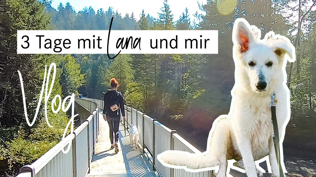 Vlog | Leben mit Hund | 3 Tage mit SCHWEIZER SCHÄFERHUND Junghündin Lana