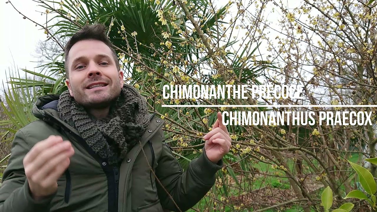 Le Chimonanthus praecox - Chimonanthe précoce