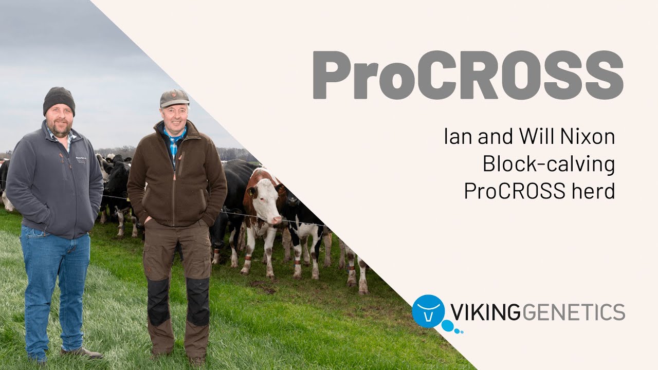 Ian and Will Nixon - ProCROSS crossbreeding herd