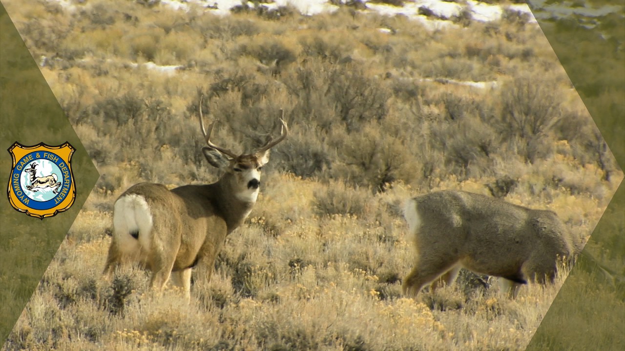 Mule deer Conservation Strategy