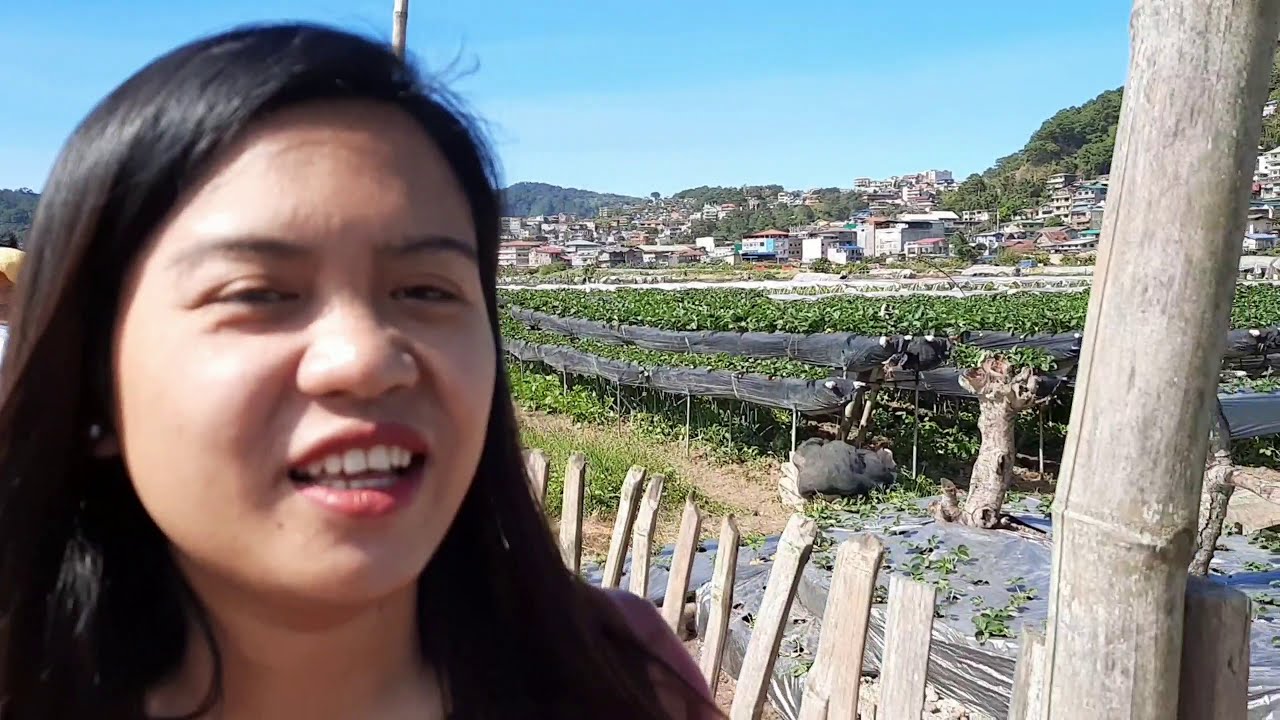 STRAWBERRY FARM|SWEET CHARLIE ROAD|BENGUET||