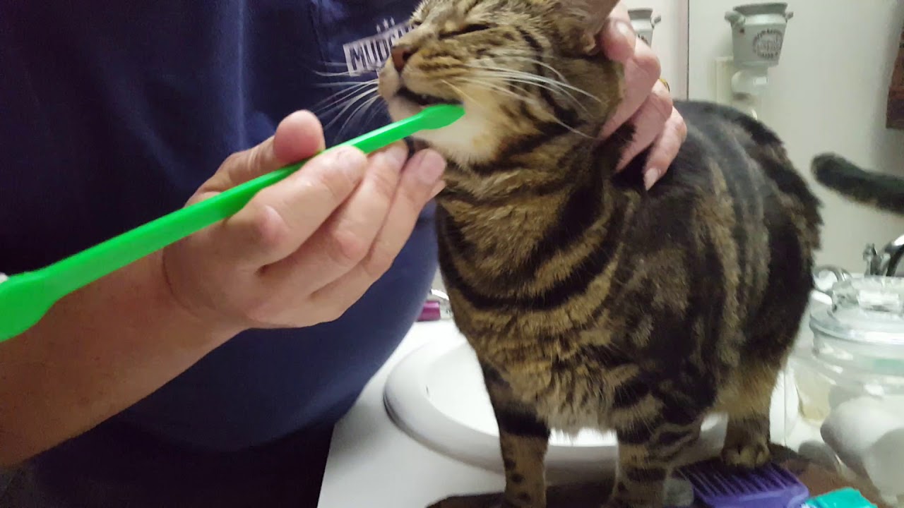 Brushing my cat's teeth because they want me to, here's how to do it so they will like it