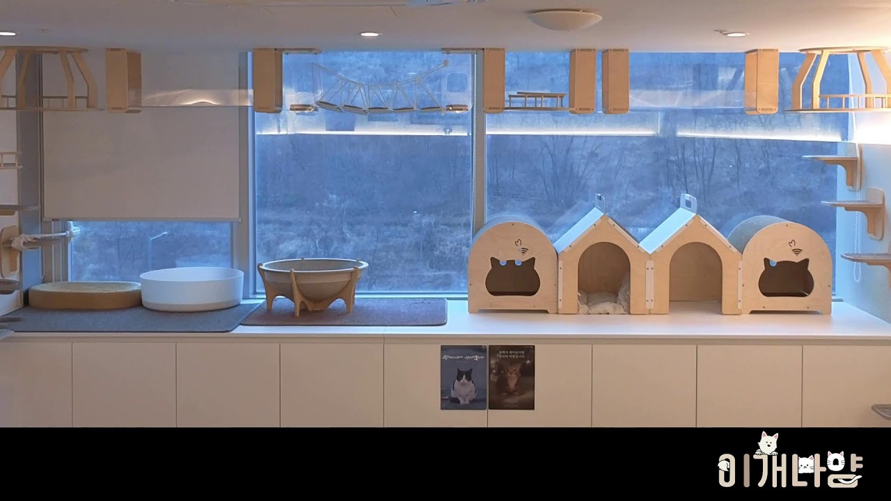 #고양이 #4k #실시간 #Cat #gazing #이개나양 #live #방송 #NyangMung #고양이휴식 #고양이기분좋은음악 #대장방