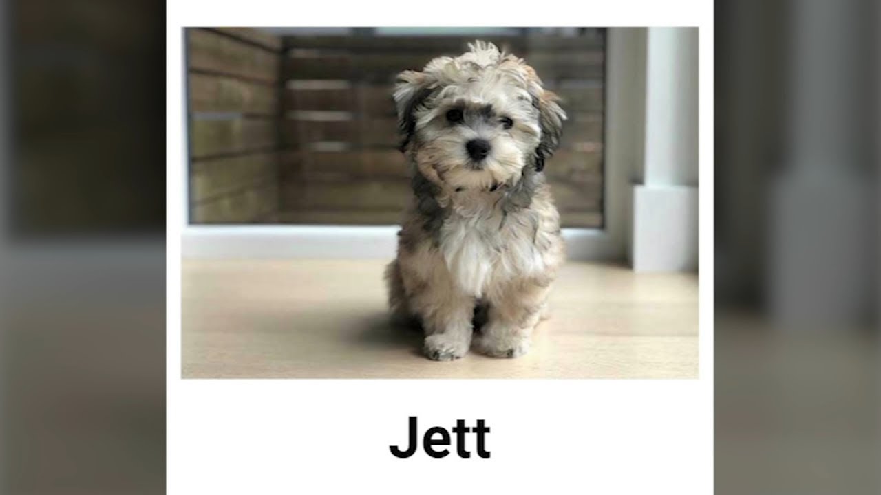 Puppy scam cost South Shore woman hundreds, she says