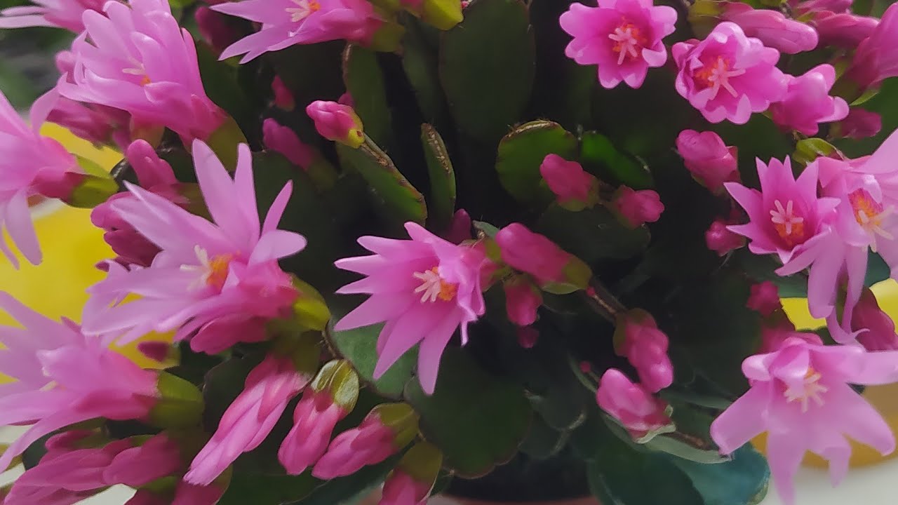 Hoa lan Berry đang phát trực tiếp!