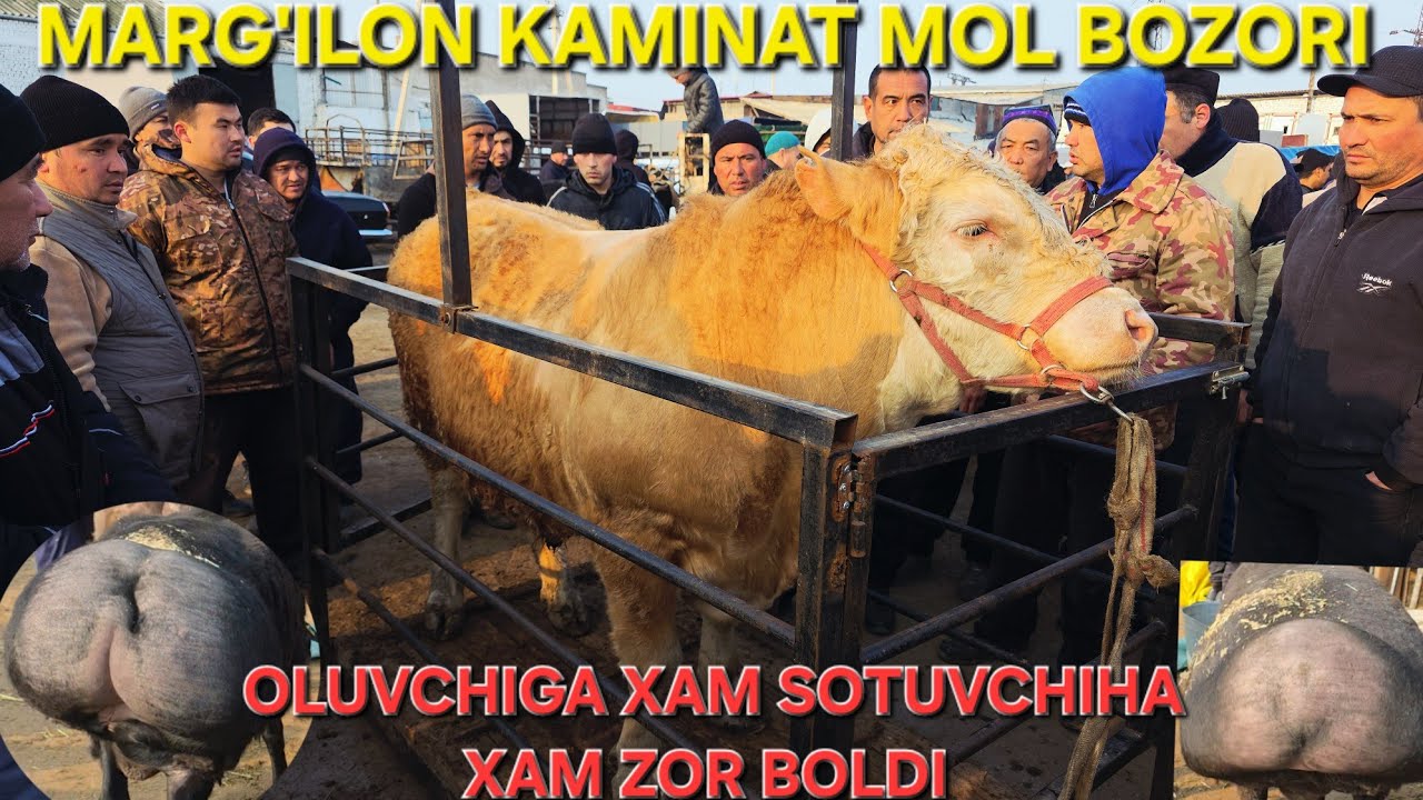 MARG'ILON KAMINAT MOL BOZORI OLUVCHIGA XAM SOTUVCHIGAXAM ZO'R BOLIBDI 