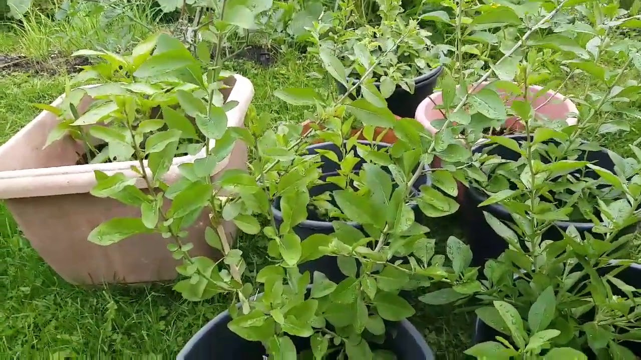 种菜，枸杞䊹插繁殖快，盆栽种植比地栽种植有好處