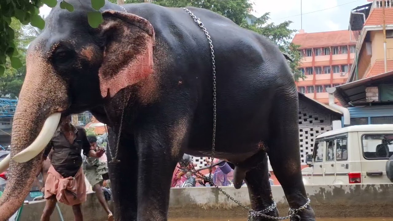 Elephant's  Bath for Pooram 2025
