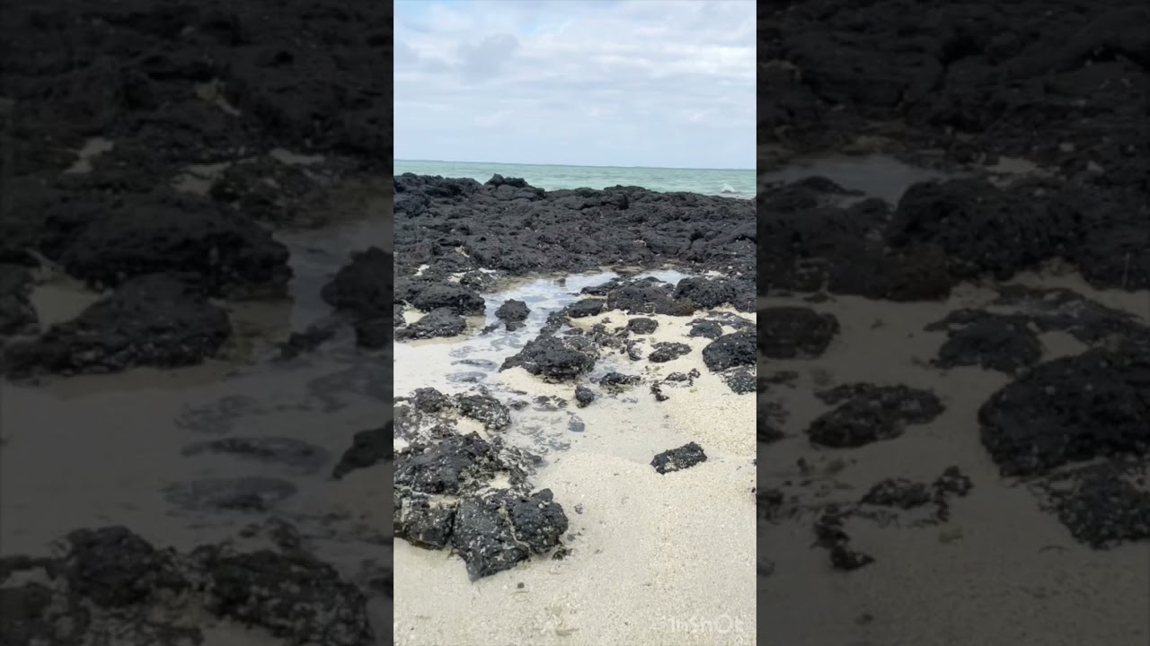Black Rocks and Sea Urchin at the shore of Mauritius Beach.
