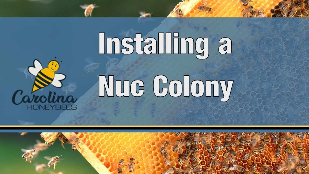 Installing A Nuc - How to Install a Nucleus Bee Colony