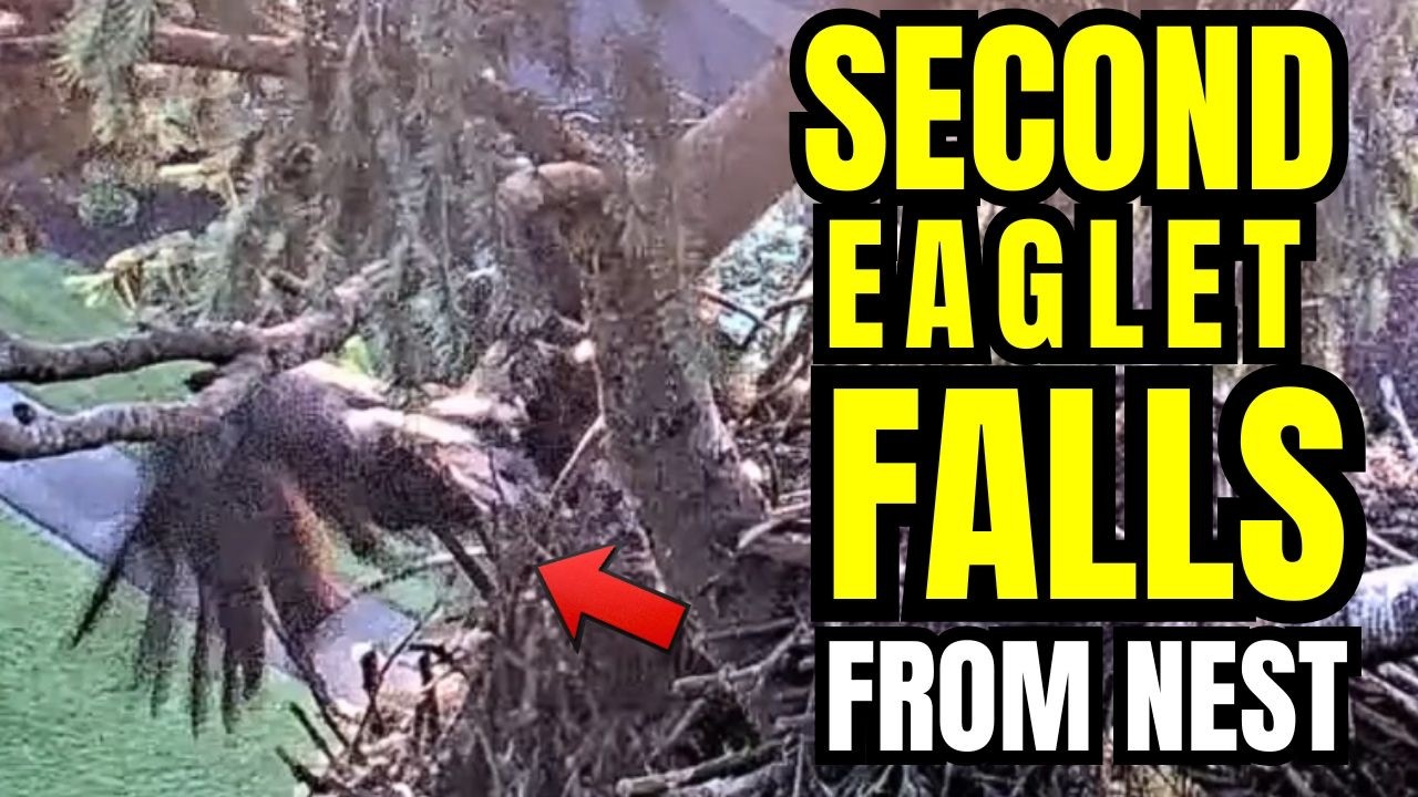 SECOND EAGLET FALLS FROM NEST 😢 PEACE FELL THIS MORNING 💔 Royal Oaks: Vancouver WA