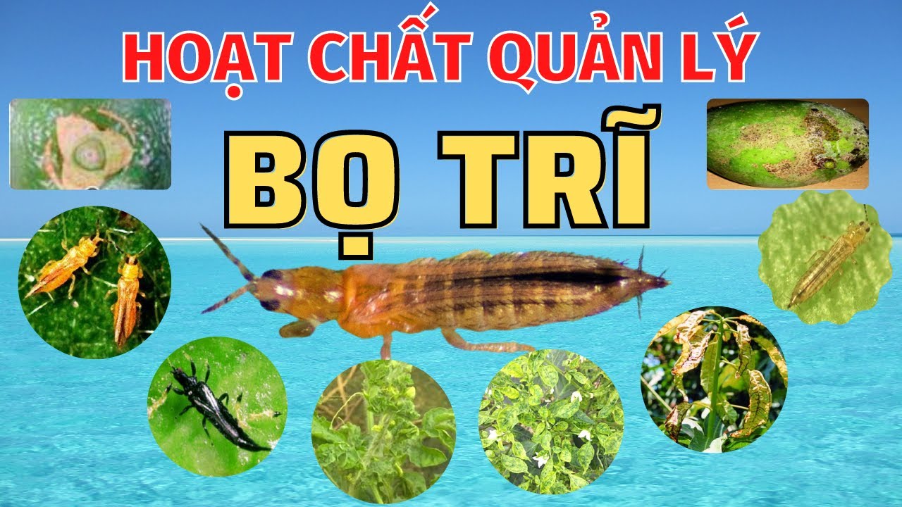 Bọ trĩ - Bù lạch - Rầy lửa | Hoạt chất quản lý bọ trĩ tốt nhất | Thuốc sinh học quản lý bọ trĩ