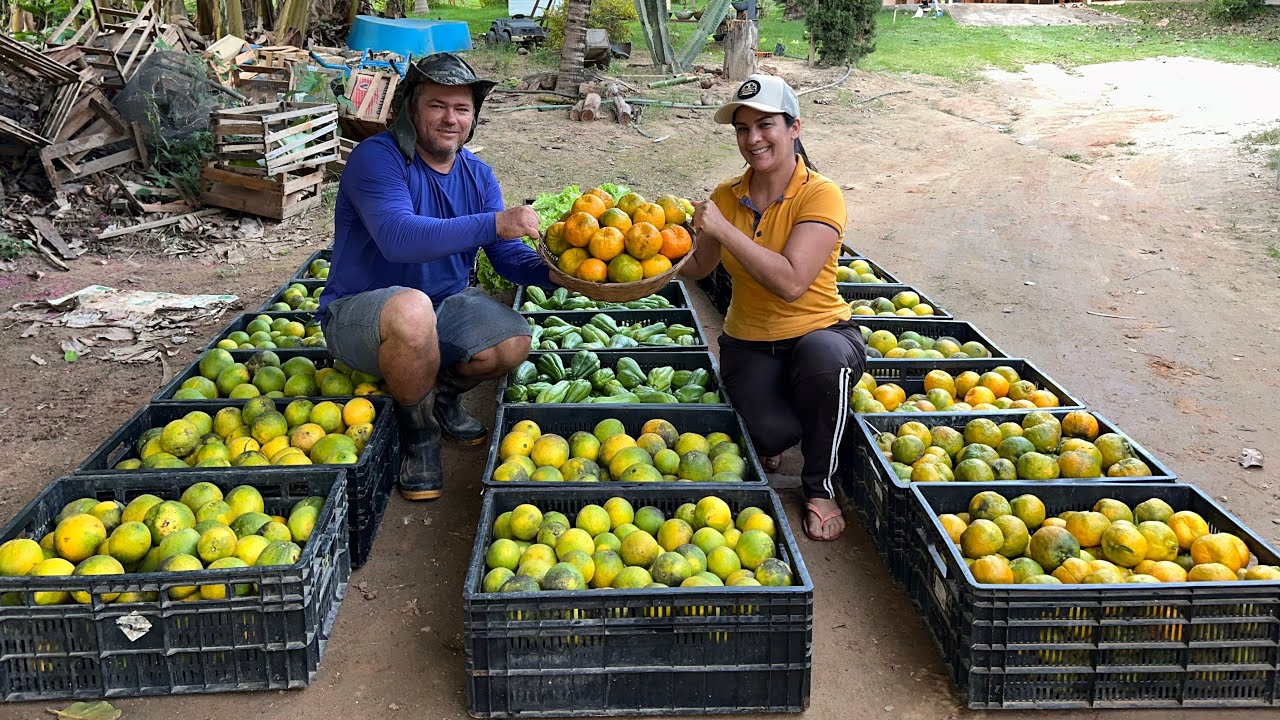 As melhores tangerinas do mercado produzindo no meu sítio, Ajudando meu marido na colheita do dia