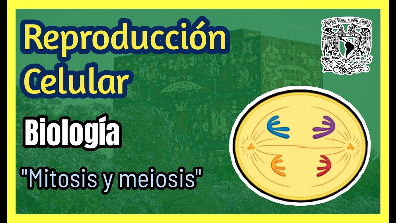 Mitosis y Meiosis (Repaso para examen de admisión + preguntas)