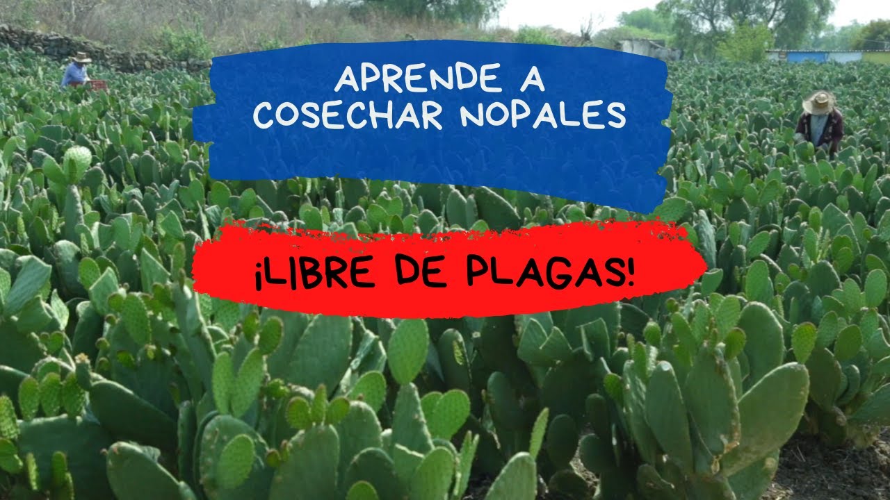 PLAGAS Y ENFERMEDADES DEL NOPAL |  COMO COMBATIRLAS
