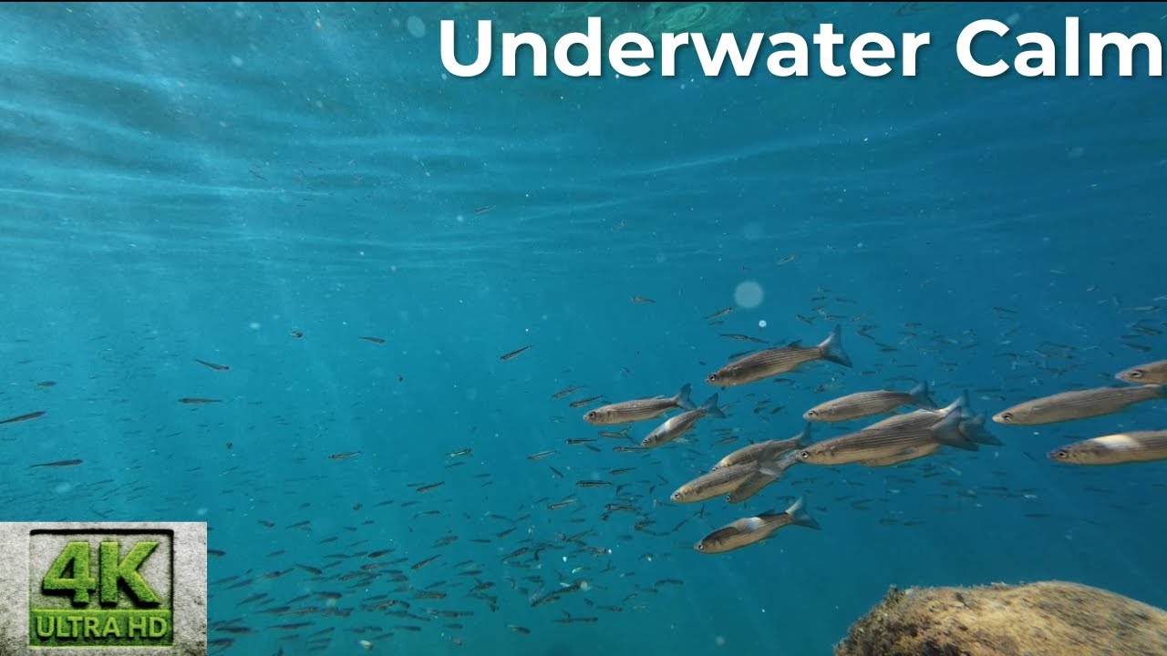 Underwater Encounter – Calm Schools of Fish in Crystal Clear Blue | Relaxing Ocean Ambience