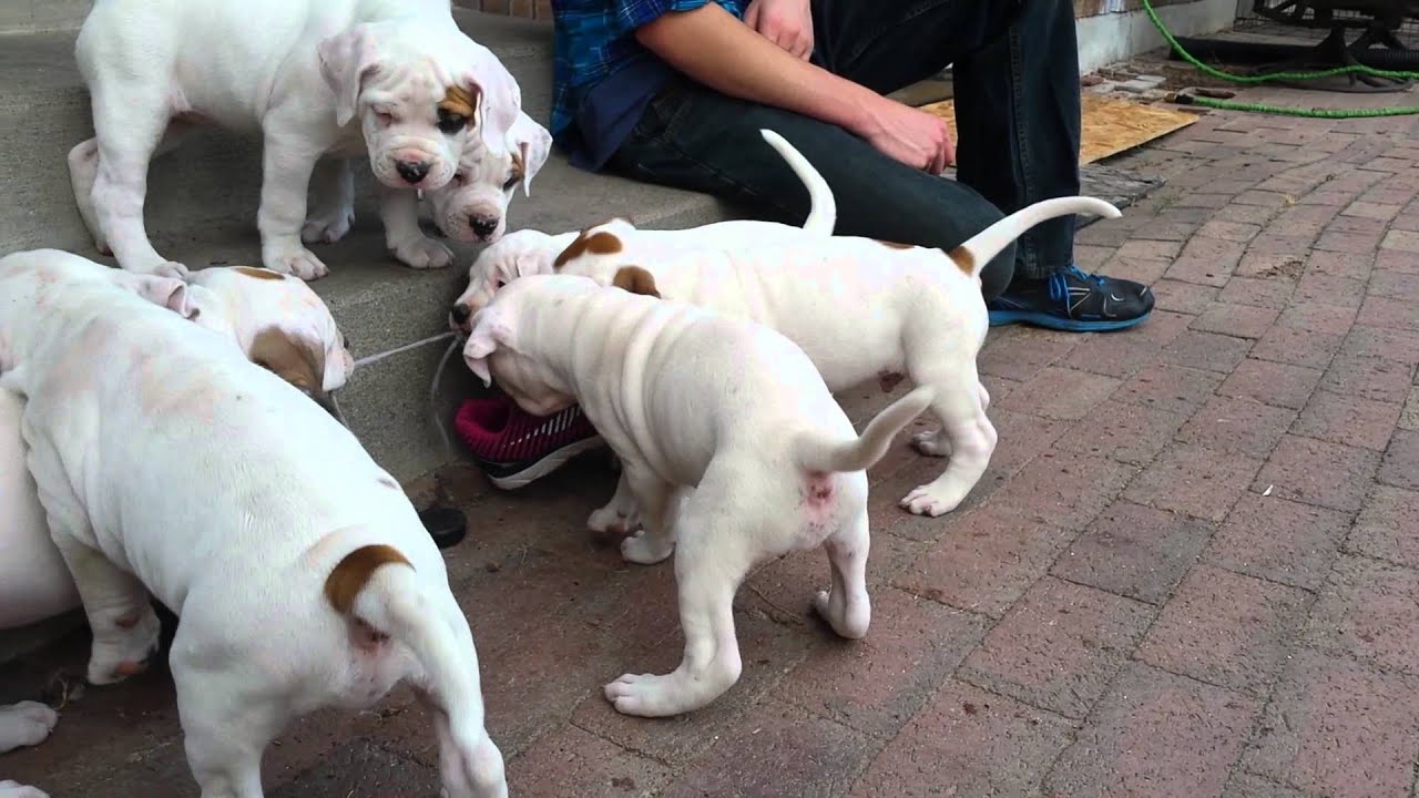 6 week old American Bulldog puppies