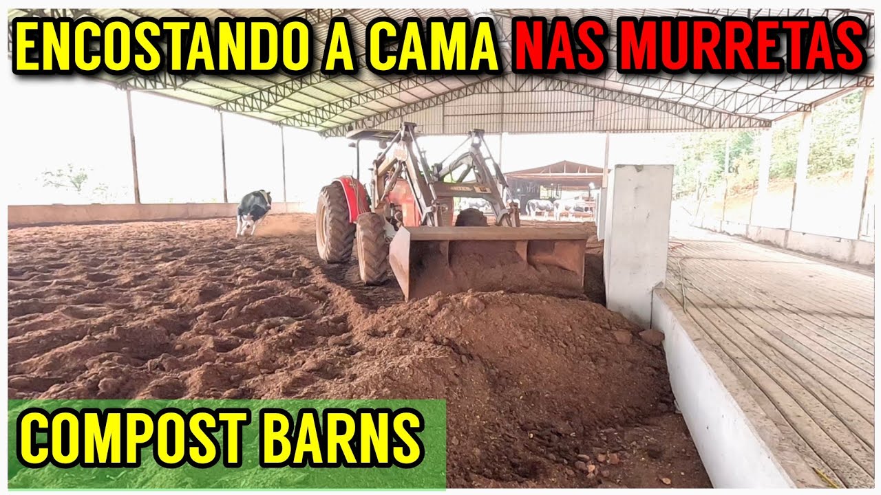 Ajeitando a cama do COMPOST BARNS na nova sala de alimentação das vacas leiteiras