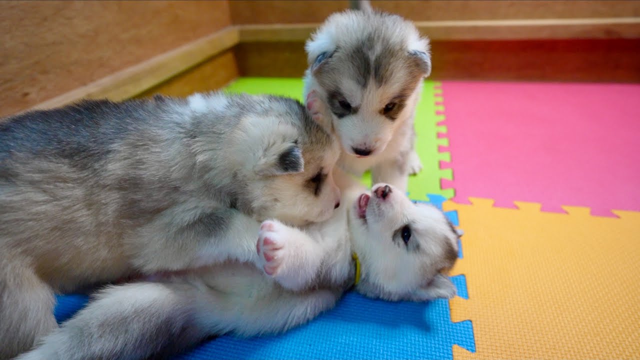 15 MINUTES OF PUPPY CUTENESS! (3-WEEK-OLD HUSKY PUPPIES) | 001