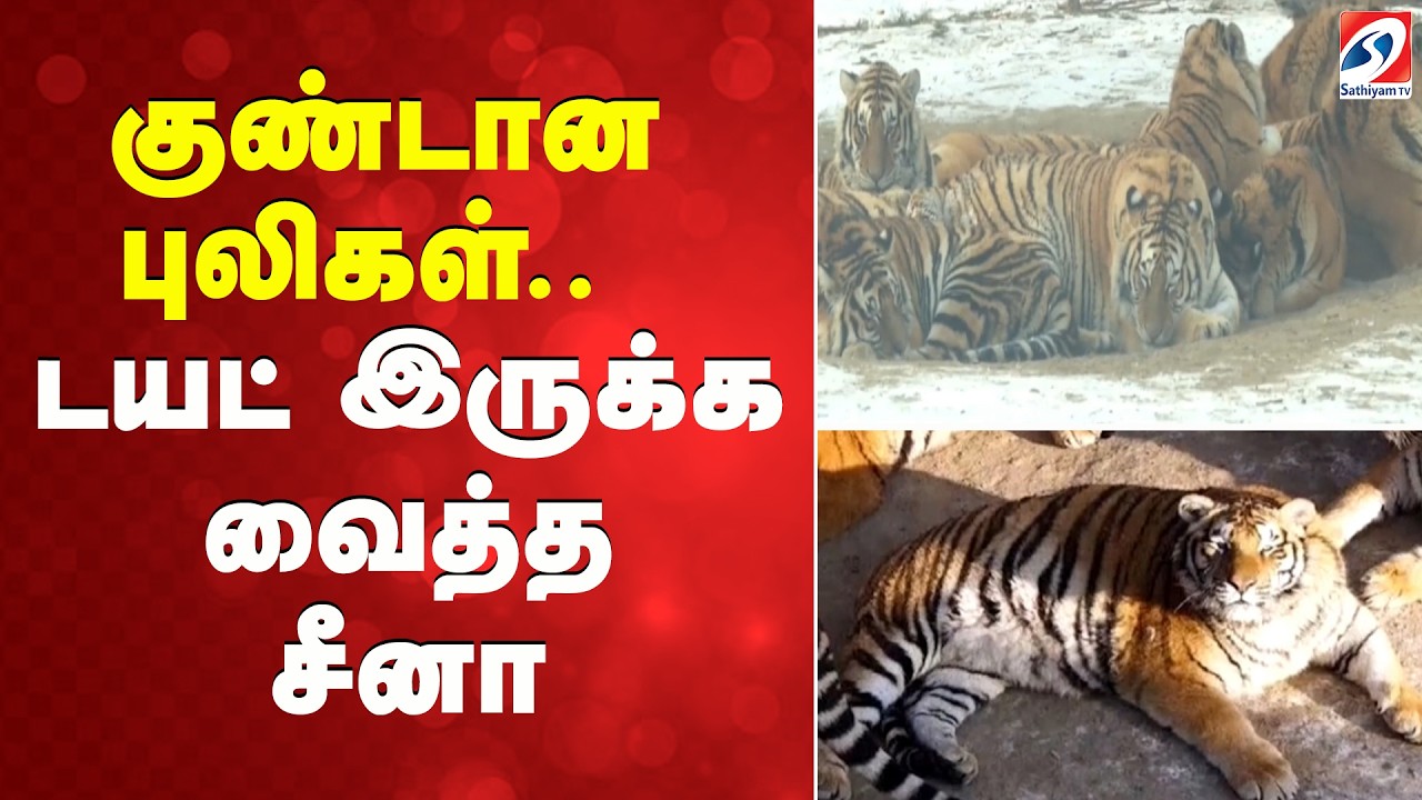 குண்டான புலிகள் -  டயட் இருக்க வைத்த சீனா.