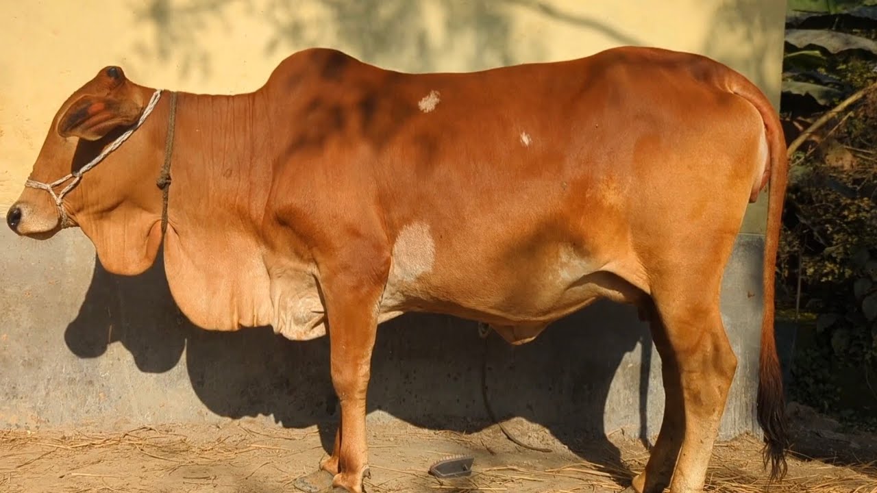 আজ ০৫/০২/২০২৬ || দুই দাঁতের  শাহিওয়াল গাভিন গরুর দাম দর নওগাঁর মোস্তাফা ভাই এর গোয়াল ঘরের #গরু