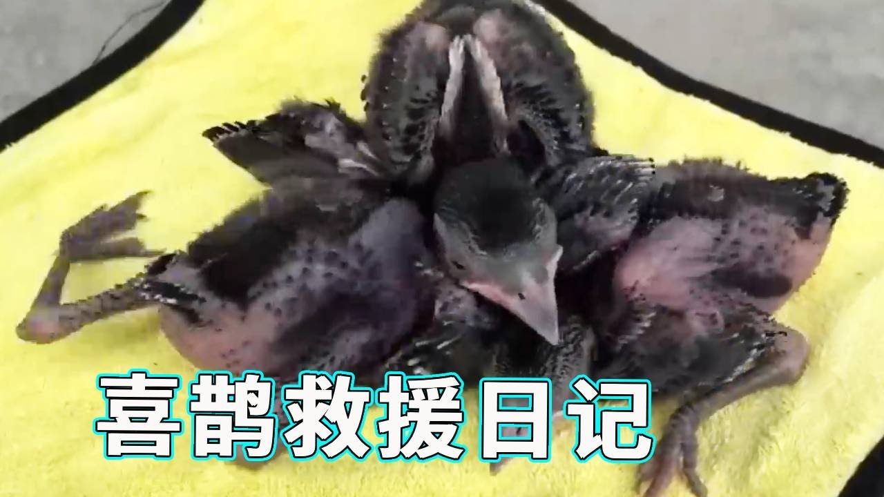 喜鹊家遭人为拆落草屋顶，烈日暴晒下奄奄一息，究竟能不能救活？【天下一场梦】