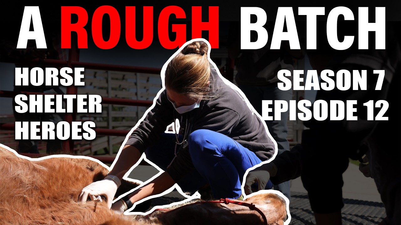 22 Equines & 1 Guanaco Rescued | Horse Shelter Heroes - S7E12