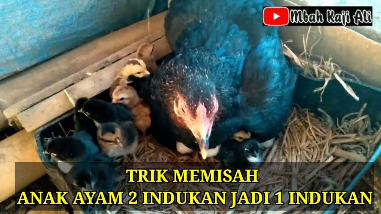 Trik memisah dua anak ayam induk jadi 1 induk