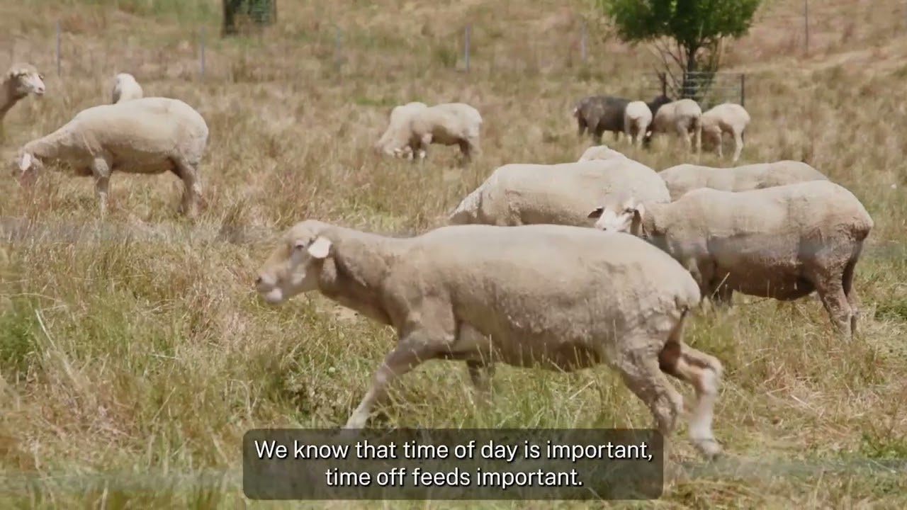 Low methane sheep project demonstration