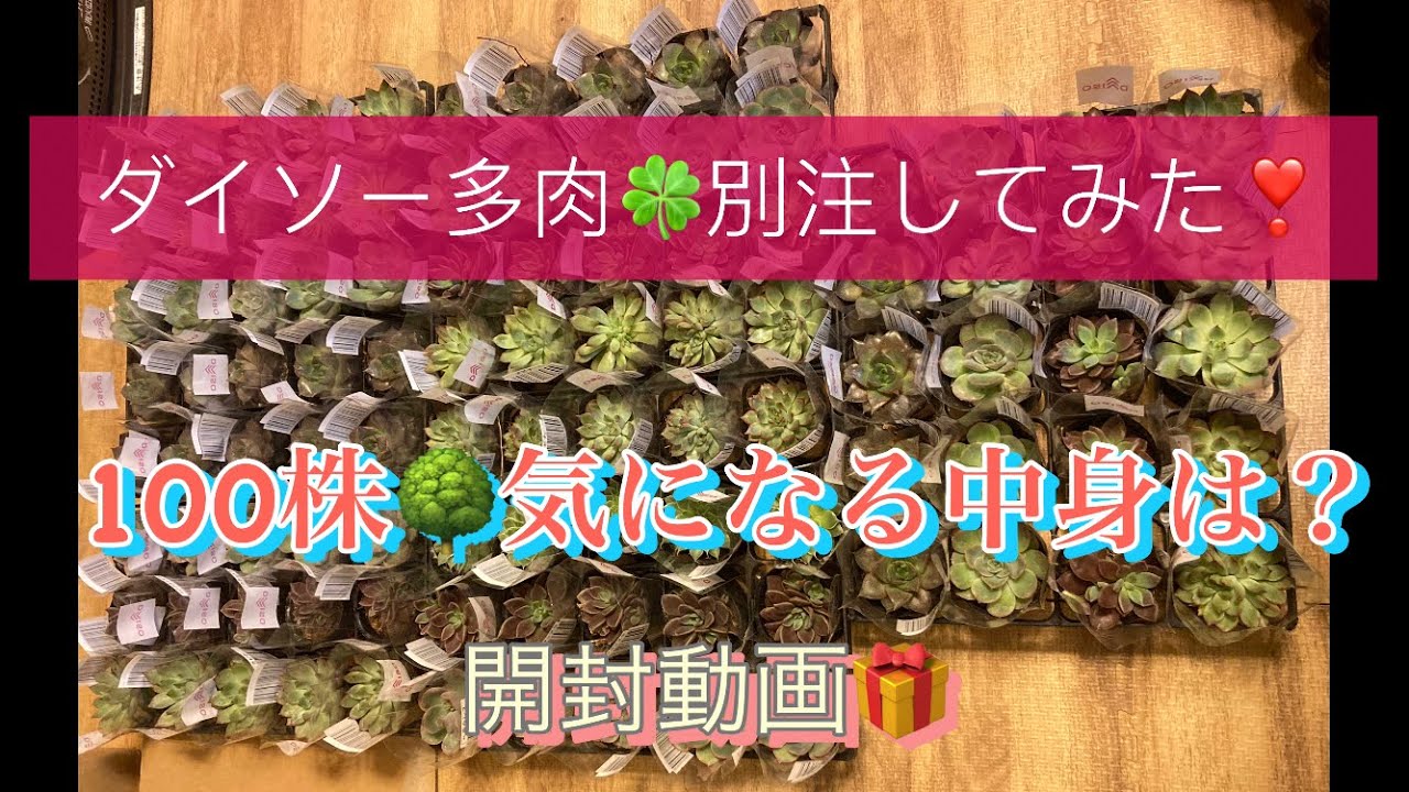 #98 ダイソー多肉アソート🌟発注したらこんな品種❣️