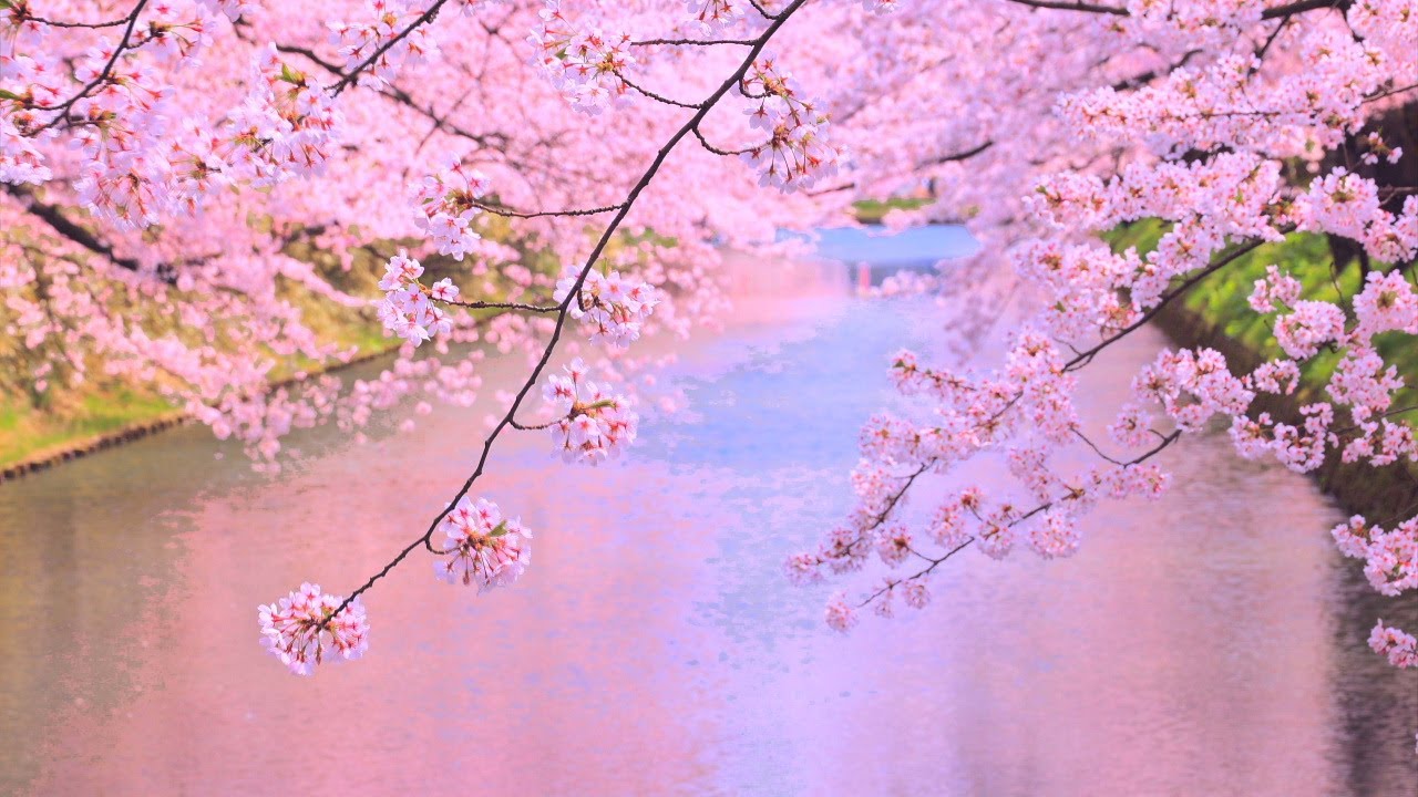 4K映像「弘前さくらまつり2 日本三大桜」cherry blossom japan 日本一の桜の名所 弘前公園 日本の美しい四季 春 青森県弘前市 4月中旬 お花見 絶景自然風景 観光旅行 8K撮影