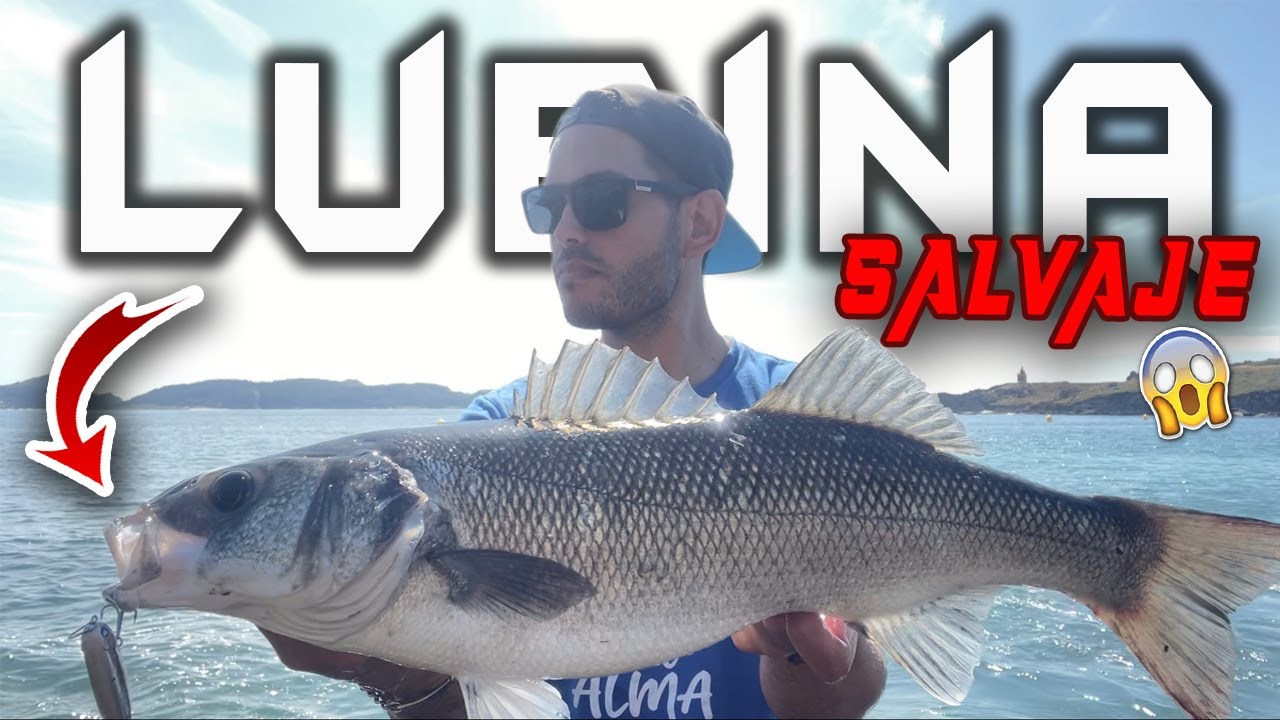 ¡Increíble!🔥 Lubina XL persigue a mi captura y 𝗠𝗜𝗥𝗔 lo que ocurrió… [𝙥𝙚𝙨𝙘𝙖 𝙨𝙥𝙞𝙣𝙣𝙞𝙣𝙜]