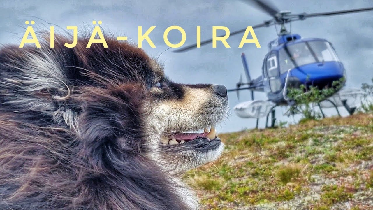 Äijä-koiran helikopteriseikkailu