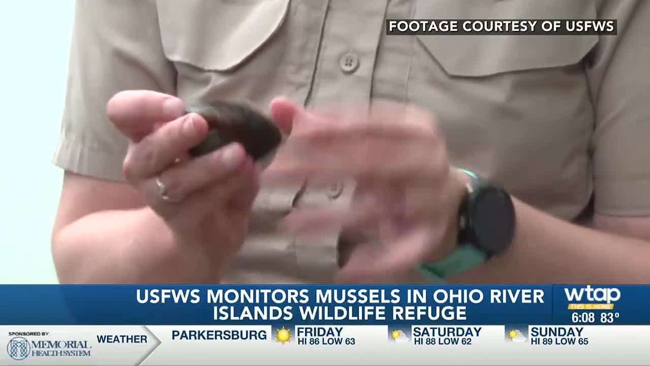 USFWS monitors mussels in Ohio River Islands Wildlife Refuge