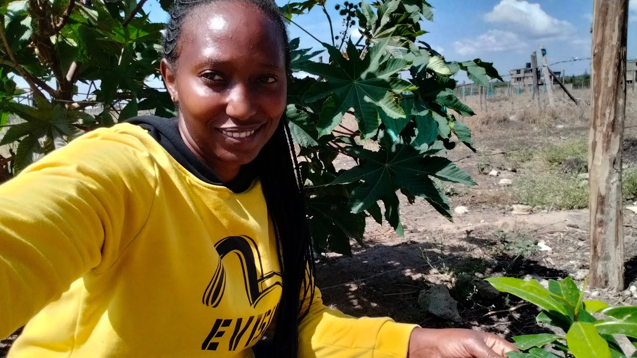 My backyard kitchen Garden in Africa
