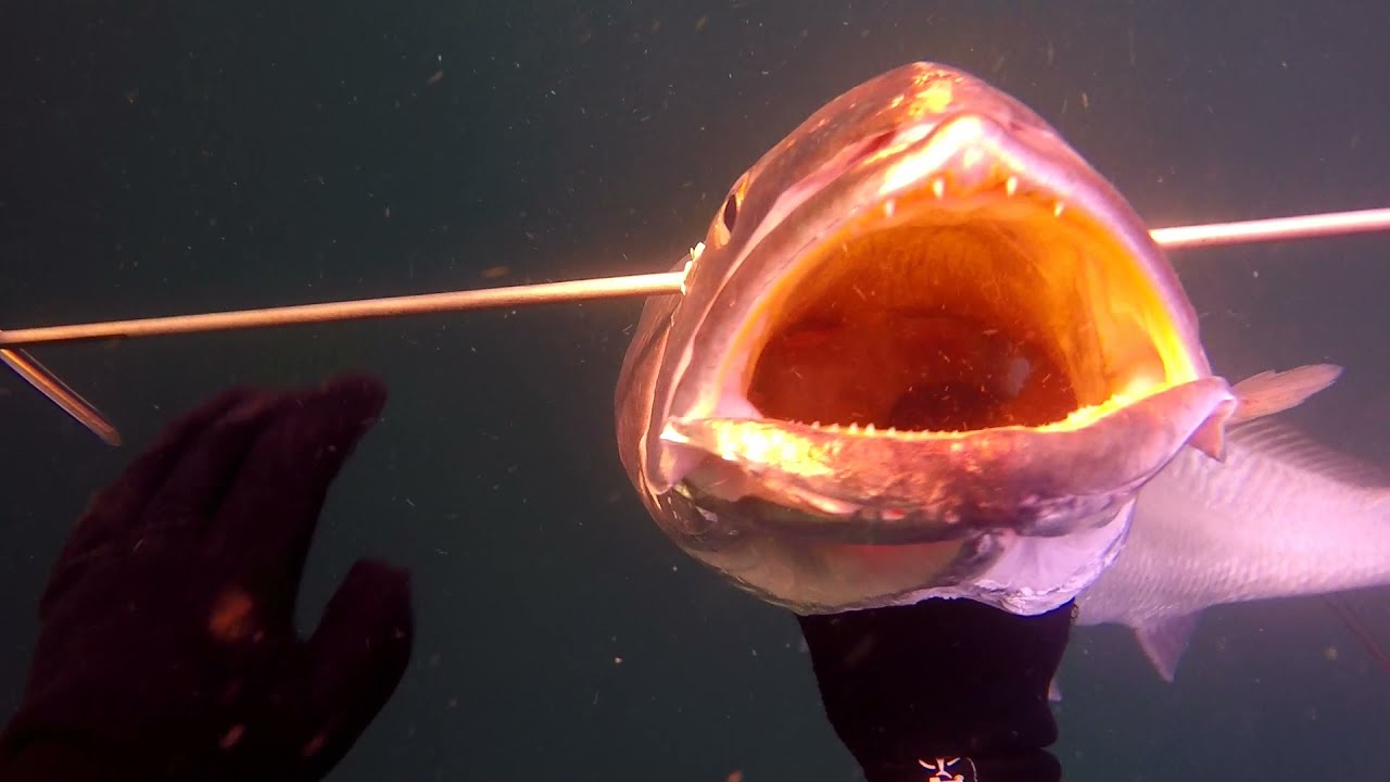 Pesca submarina en el Estrecho. Otoño 2021