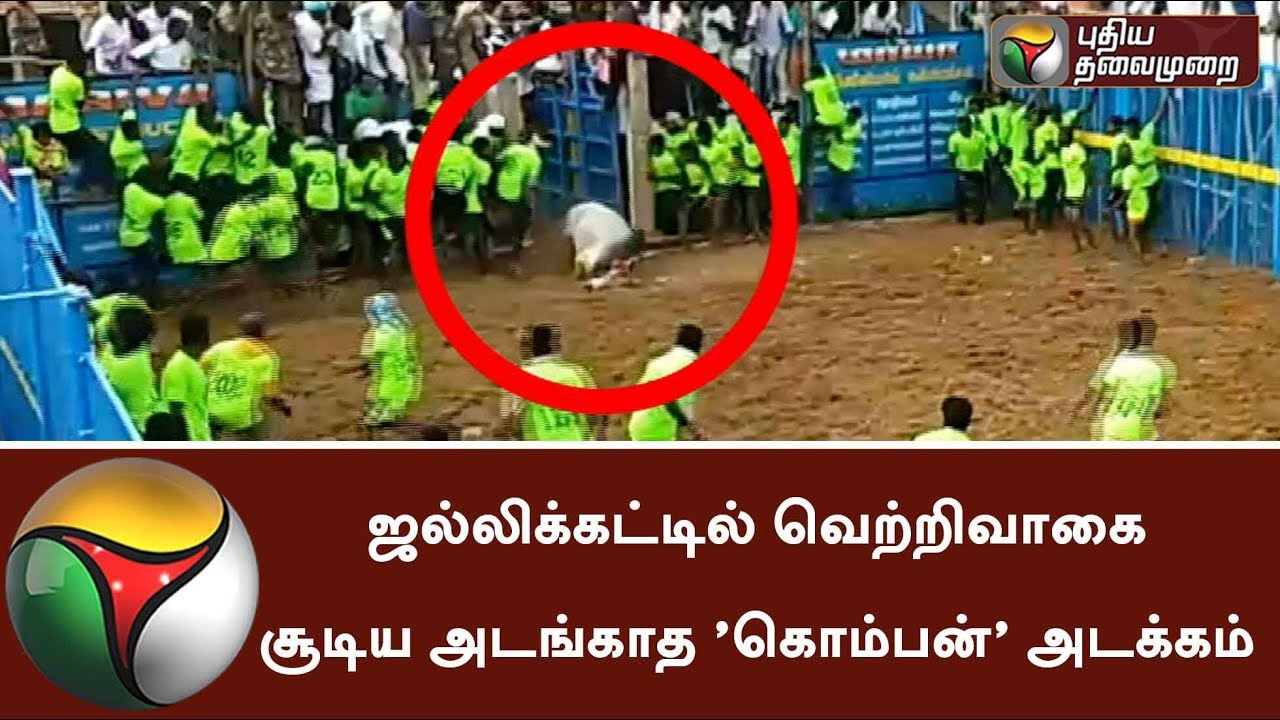 ஜல்லிக்கட்டில் வெற்றிவாகை சூடிய அடங்காத ‌'கொம்பன்' அடக்கம் #Jallikattu #Komban
