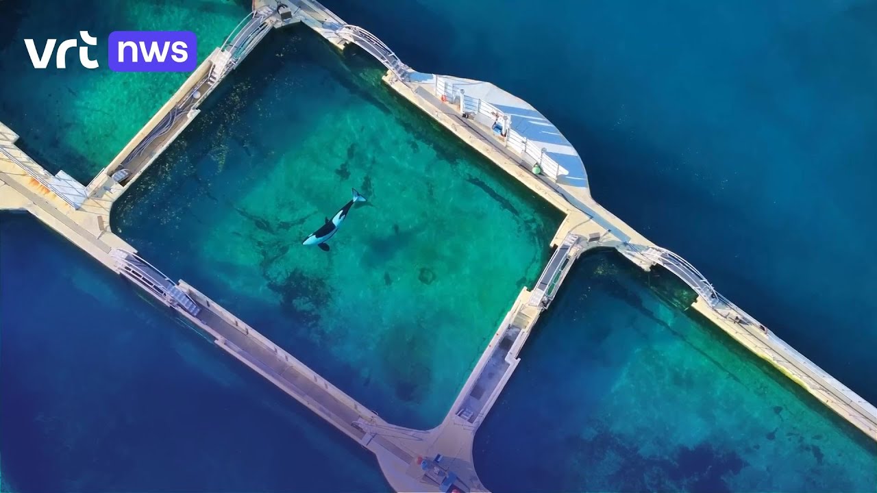 Orka's zwemmen doelloos rond in verlaten dolfinarium in Frankrijk