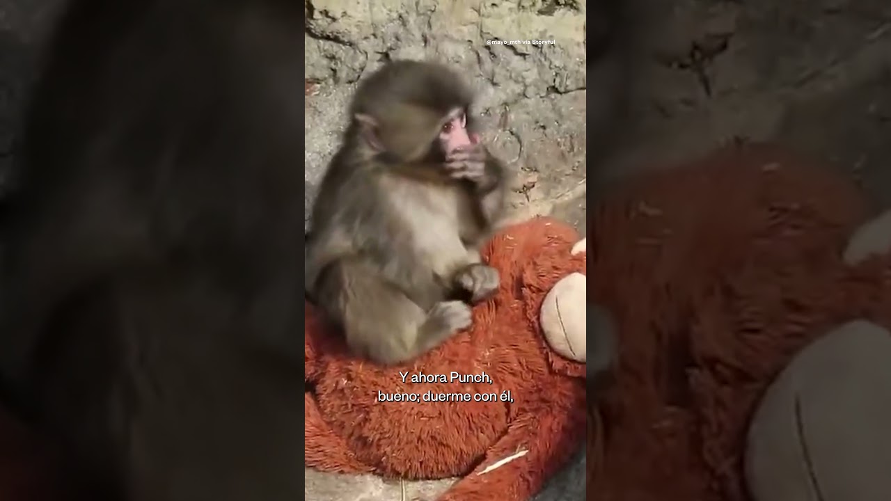Mono abandonado encuentra consuelo en un peluche | Noticias Telemundo