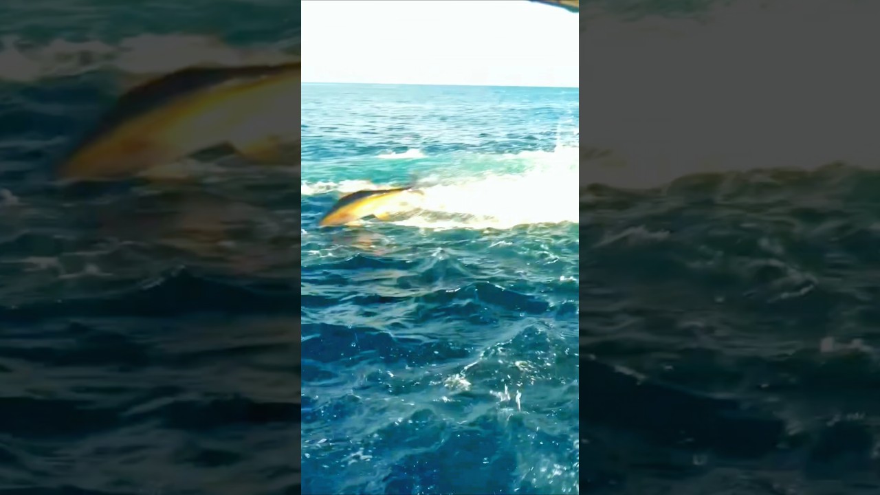 ♨️🚤 Tuna fish big gang fishing boat naan 💥#india #tamil #fishing #fish  #youtubeshorts