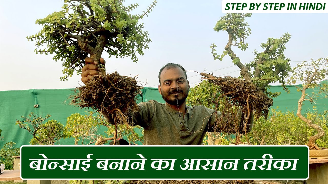 घर बैठे आसानी से बनाये जेड बोन्साई | Know How to make Forest Style Jade Bonsai at Home | Easy Tips