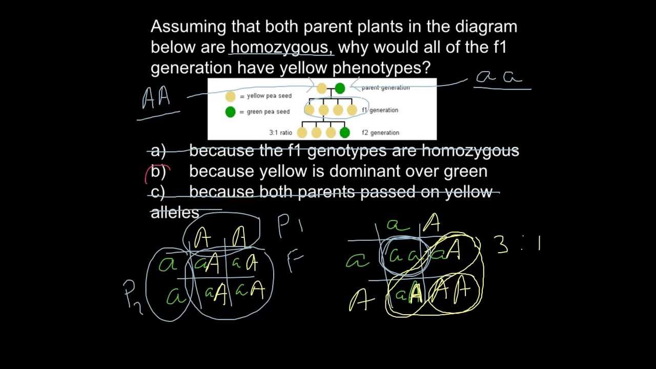 F1 generation of the two homozygous parents