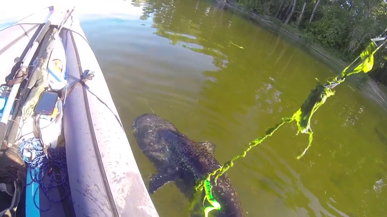 2m37 en Kayak gonflable. Il m'explose la canne !!!!