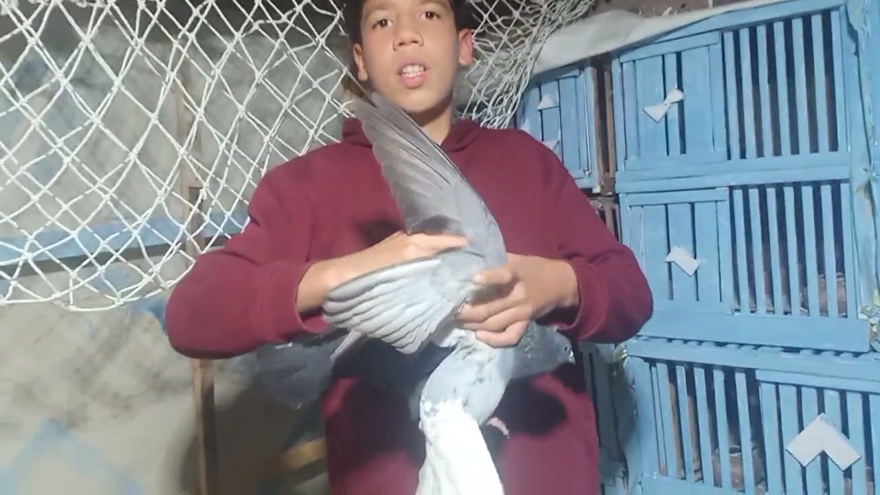 اشتريت حمام من عند مؤمن😃😀😁