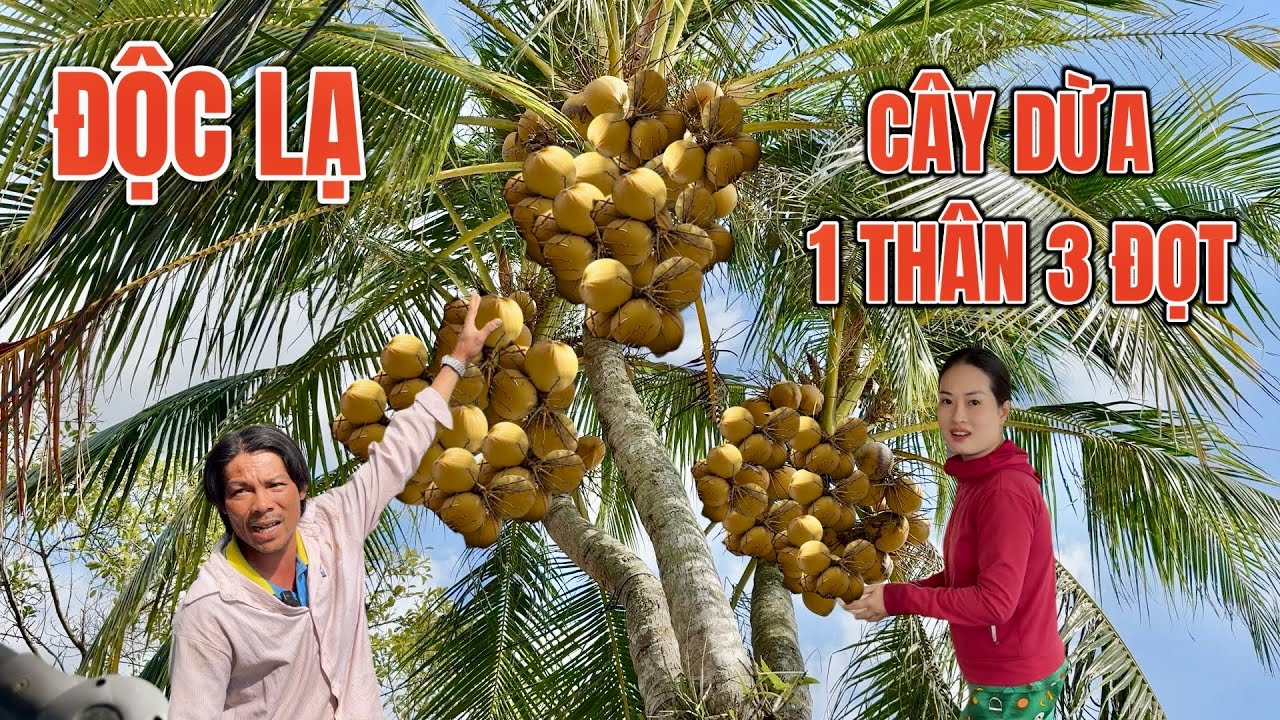 Cây dừa 3 đọt nơi mà anh núi thánh leo￼ dừa từng làm 0945101202 TÀI U MINH THƯỢNG KG