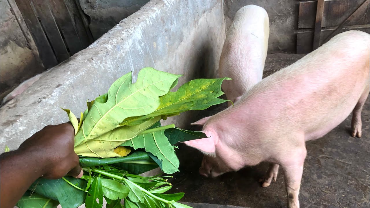 Best Plants & Leaves To Feed Your Pigs To Make Them Fat