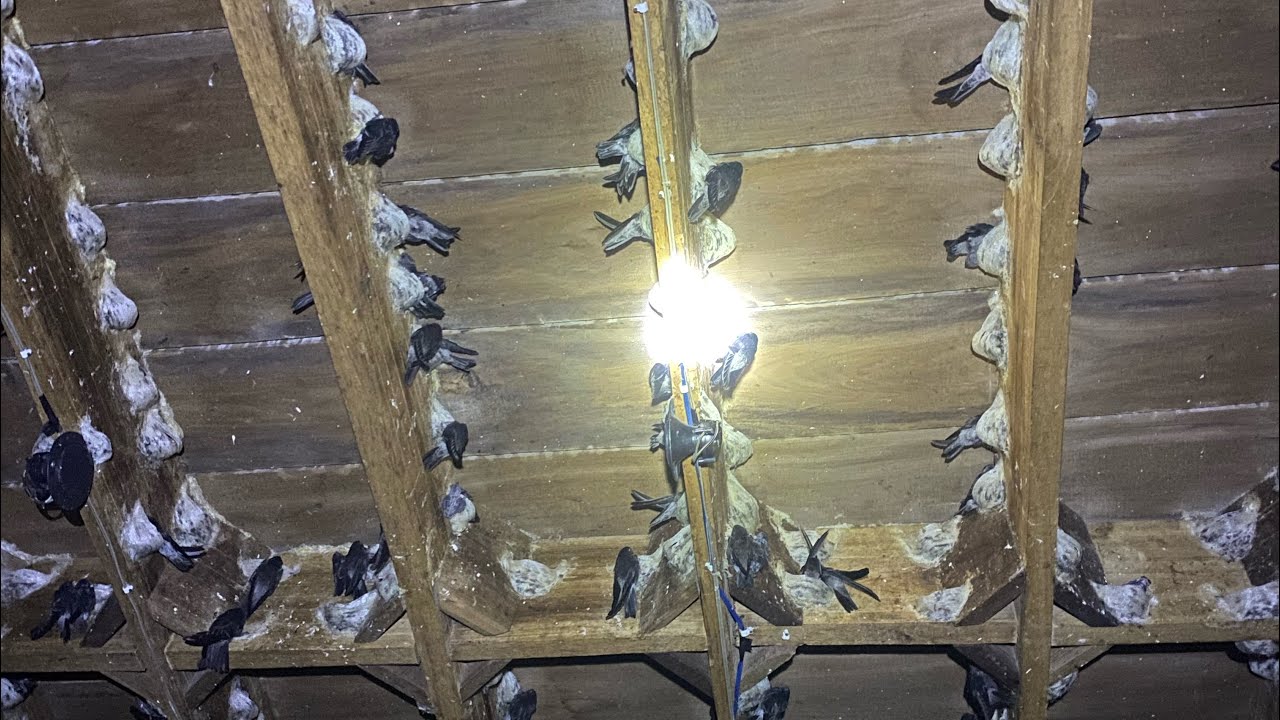 Three floors swiftlet house successfully