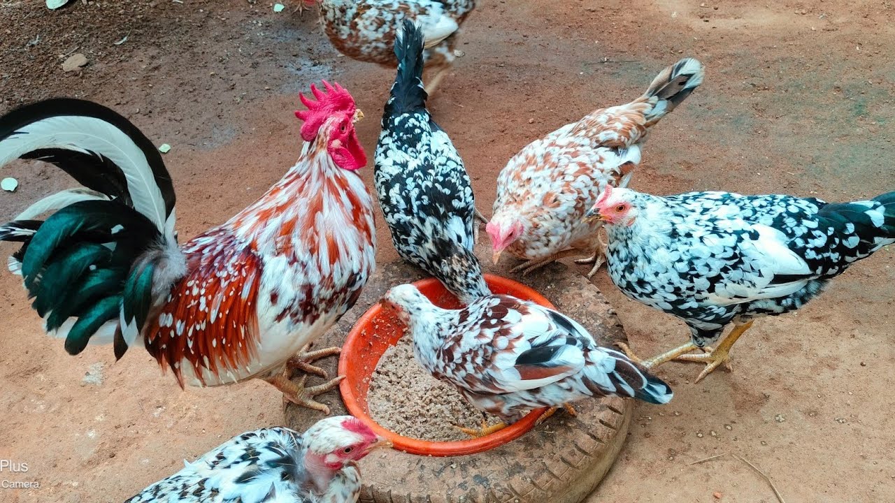 🐥തനി നാടൻ പുള്ളി കോഴികളെ വിൽപ്പന നാടൻ പുള്ളി കോഴി,🐓 7907733498