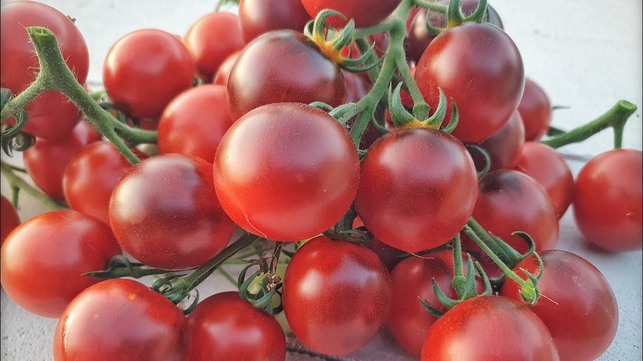 Томаты сорта Индиго Вишнёвая капля (Indigo Cherry drops).